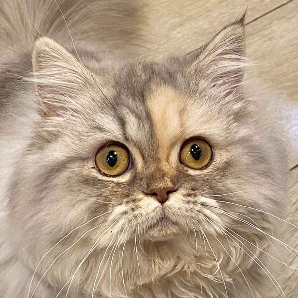 てち